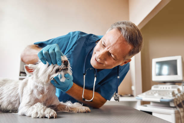 Best Emergency Dental Care for Sports Injuries in Pine Manor, FL